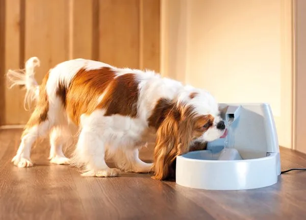 Drinkwell® Original Pet Fountain