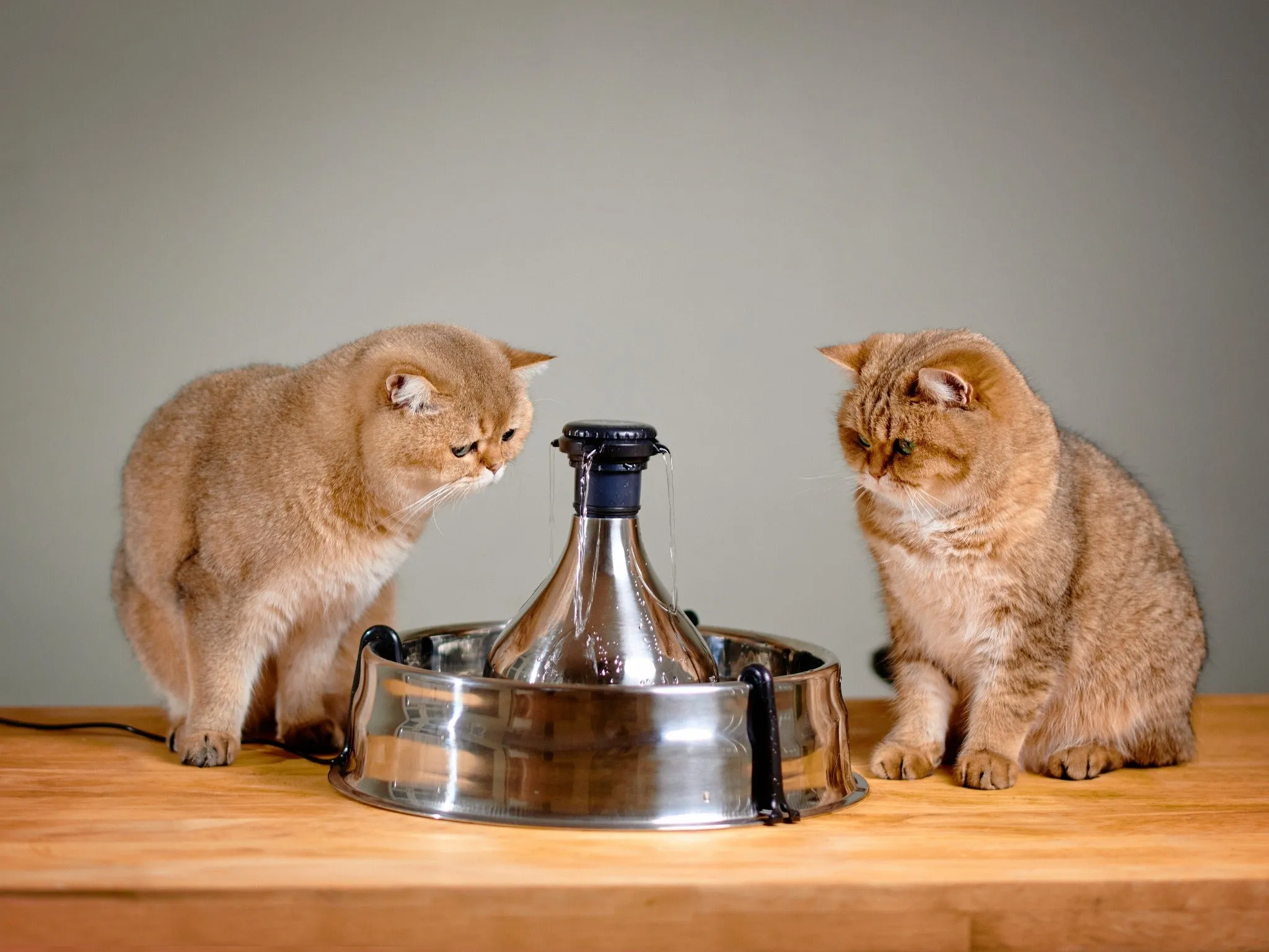 PetSafe® Seaside Stainless Steel Pet Fountain