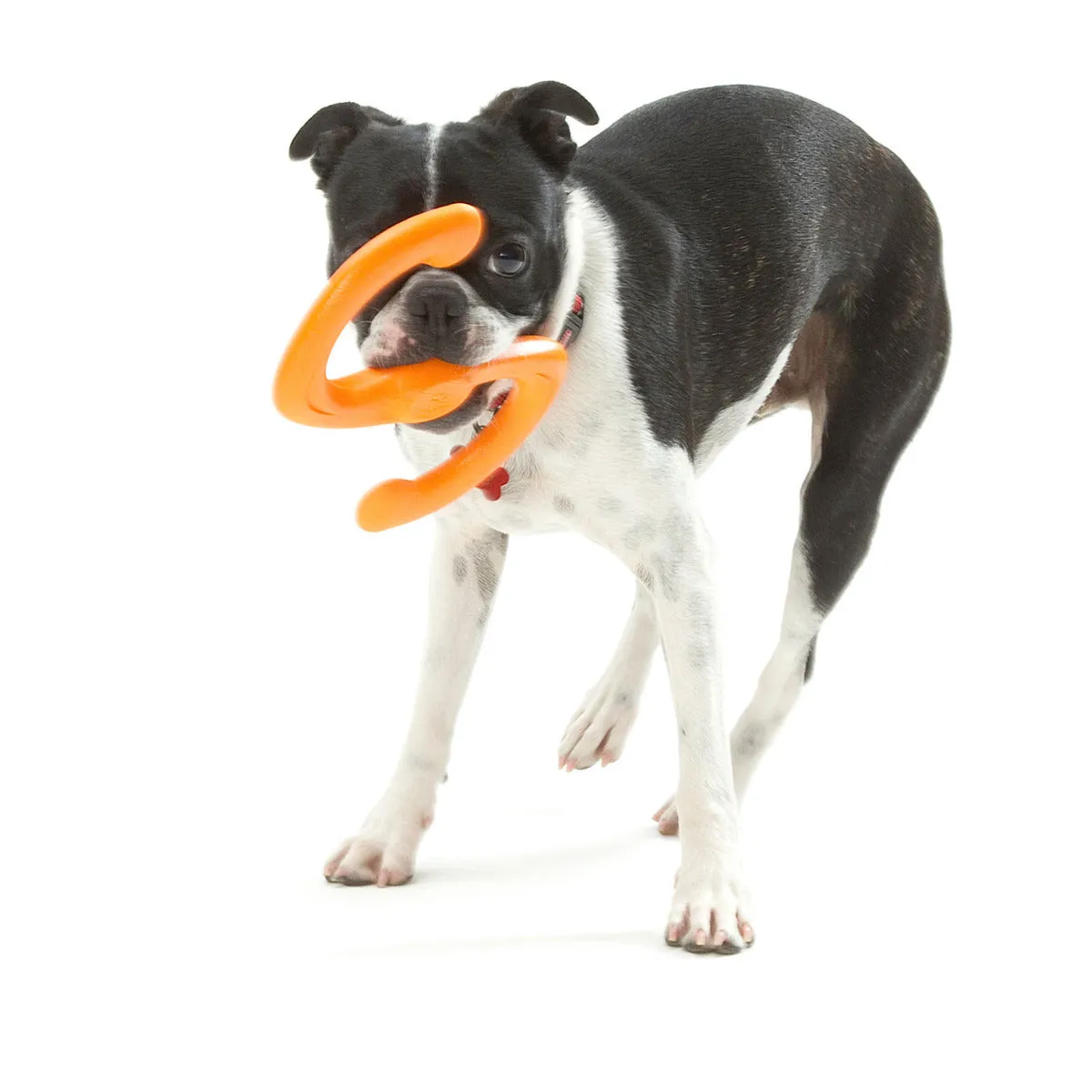 West Paw Zogoflex Bumi